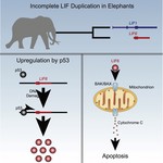 Pervasive duplication of tumor suppressor genes preceded parallel evolution of large bodied Atlantogenatans